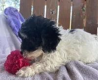 Carley, a female Bichon Frise and Shih Tzu for sale in Buffalo, MO – Photo 3 of 3