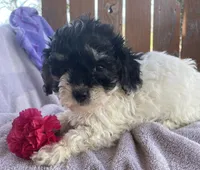 Carley, a female Bichon Frise and Shih Tzu for sale in Buffalo, MO – Photo 2 of 3