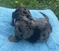 Blue dapple, a male Dachshund for sale in Buffalo, MO – 6 of 6