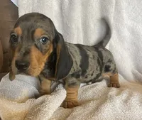 Blue dapple, a male Miniature Dachshund for sale in Buffalo, MO – 4 of 10