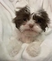 Tootsie , a female Shih Tzu for sale in Buffalo, MO – Photo 3 of 3