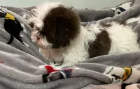 Tootsie , a female Shih Tzu for sale in Buffalo, MO – Photo 2 of 3