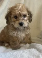 Mini doxie/ poodle Cuddley bear -boy , a male Miniature Dachshund for sale in Buffalo, MO – 5 of 5