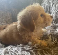 Pickles, a male Poodle - Toy  and Miniature Dachshund for sale in Buffalo, MO – 2 of 6