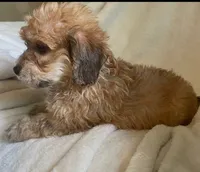 Mini doxie/ poodle Cuddley bear -boy , a male Miniature Dachshund for sale in Buffalo, MO – 3 of 5