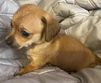 Red female, a female Chihuahua and Miniature Dachshund for sale in Buffalo, MO – Photo 3 of 6