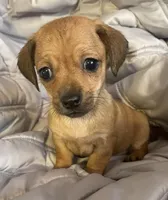 Red female, a female Chihuahua and Miniature Dachshund for sale in Buffalo, MO – Photo 5 of 6