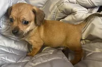 Red female, a female Chihuahua and Miniature Dachshund for sale in Buffalo, MO – Photo 6 of 6