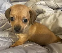 Red female, a female Chihuahua and Miniature Dachshund for sale in Buffalo, MO – Photo 4 of 6