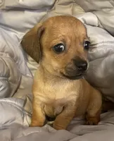 Red female, a female Chihuahua and Miniature Dachshund for sale in Buffalo, MO – Photo 1 of 6