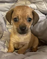 Red female, a female Chihuahua and Miniature Dachshund for sale in Buffalo, MO – Photo 2 of 6