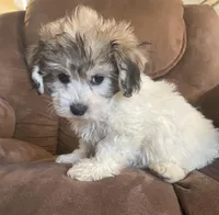  Bunny girl, a female Bichon Frise and Shih Tzu for sale in Buffalo, MO – Photo 7 of 7