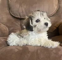  Bunny girl, a female Bichon Frise and Shih Tzu for sale in Buffalo, MO – Photo 4 of 7