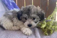 Bunny, a female Bichon Frise and Shih Tzu for sale in Buffalo, MO – Photo 7 of 7