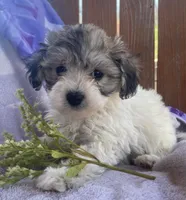 Bunny, a female Bichon Frise and Shih Tzu for sale in Buffalo, MO – Photo 2 of 7