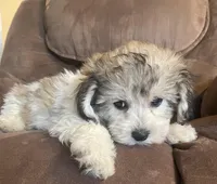  Bunny girl, a female Bichon Frise and Shih Tzu for sale in Buffalo, MO – Photo 6 of 7