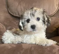  Bunny girl, a female Bichon Frise and Shih Tzu for sale in Buffalo, MO – Photo 2 of 7