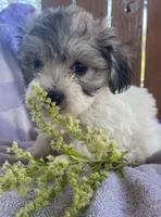 Bunny, a female Bichon Frise and Shih Tzu for sale in Buffalo, MO – Photo 4 of 7