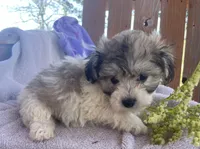 Bunny, a female Bichon Frise and Shih Tzu for sale in Buffalo, MO – Photo 5 of 7