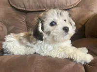  Bunny girl, a female Bichon Frise and Shih Tzu for sale in Buffalo, MO – Photo 1 of 7