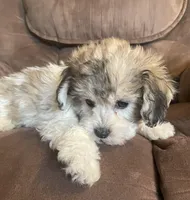  Bunny girl, a female Bichon Frise and Shih Tzu for sale in Buffalo, MO – Photo 5 of 7