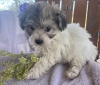 Bunny, a female Bichon Frise and Shih Tzu for sale in Buffalo, MO – Photo 6 of 7