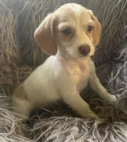 Popcorn, a female Poodle - Toy  and Miniature Dachshund for sale in Buffalo, MO – 6 of 6
