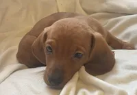 Red male, a male Miniature Dachshund for sale in Buffalo, MO – Photo 2 of 5