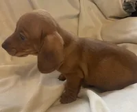 Red male, a male Miniature Dachshund for sale in Buffalo, MO – Photo 5 of 5