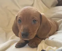 Red male, a male Miniature Dachshund for sale in Buffalo, MO – Photo 3 of 5