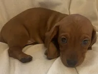 Red male, a male Miniature Dachshund for sale in Buffalo, MO – Photo 4 of 5
