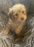 Pickles, a male Poodle - Toy  and Miniature Dachshund for sale in Buffalo, MO – 3 of 6