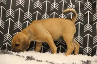 Cherokee, a female Puggle for sale in Myerstown, PA – 7 of 7