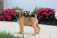 Colorado, a male Puggle for sale in Myerstown, PA – 5 of 5