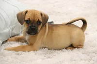 Liberty, a female Puggle for sale in Myerstown, PA – 4 of 7