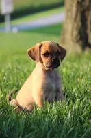 Liberty, a female Puggle for sale in Myerstown, PA – 7 of 7