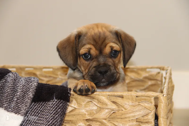 Axel – Puggle puppy for sale in Myerstown, PA