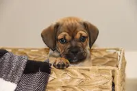 Axel, a male Puggle for sale in Myerstown, PA – 1 of 9