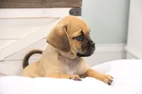 Liberty, a female Puggle for sale in Myerstown, PA – 3 of 7