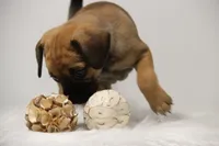 Sierra, a female Puggle for sale in Myerstown, PA – 3 of 10