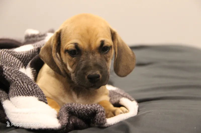 Wrangler – Puggle puppy for sale in Myerstown, PA