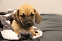 Wrangler, a male Puggle for sale in Myerstown, PA – 1 of 4