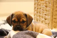 Axel, a male Puggle for sale in Myerstown, PA – 2 of 9