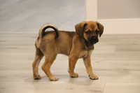 Denali, a female Puggle for sale in Myerstown, PA – 2 of 7