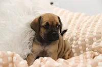 Sierra, a female Puggle for sale in Myerstown, PA – 7 of 10
