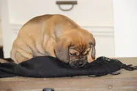 Axel, a male Puggle for sale in Myerstown, PA – 8 of 9