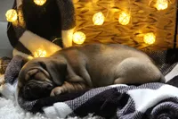 Axel, a male Puggle for sale in Myerstown, PA – 7 of 9