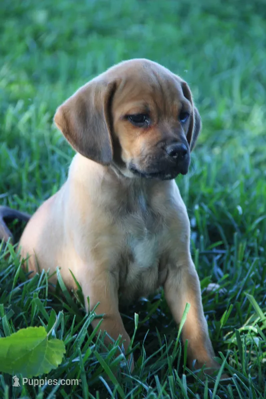 Silverado – Puggle puppy for sale in Myerstown, PA