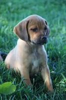 Silverado, a male Puggle for sale in Myerstown, PA – 1 of 6