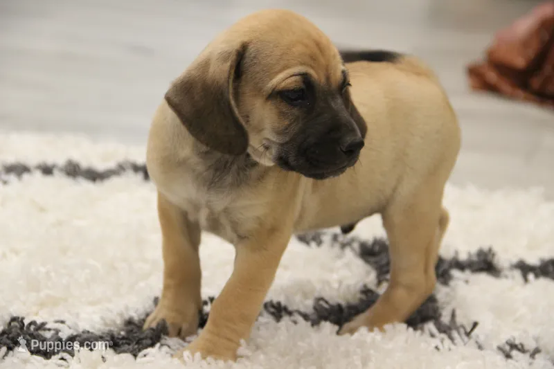 Wrangler – Puggle puppy for sale in Myerstown, PA
